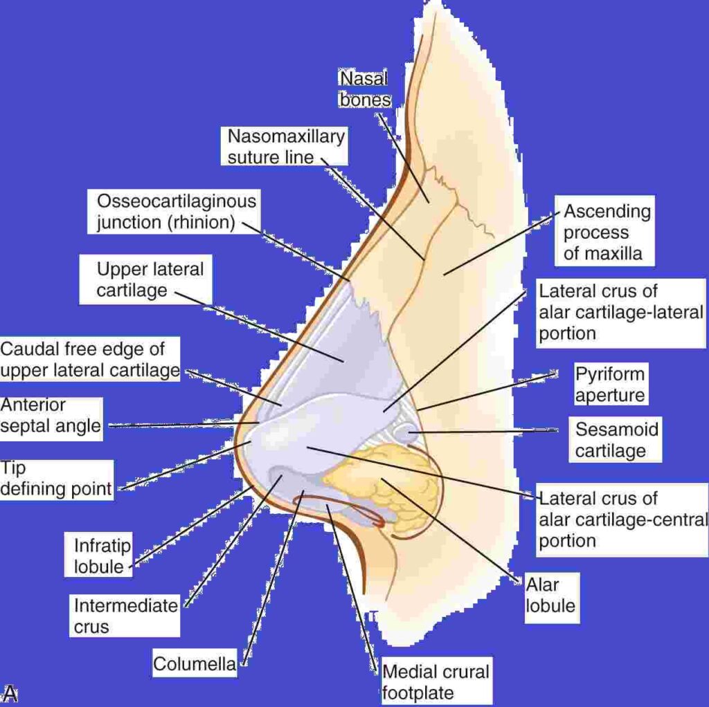 Anatomy of the Nose