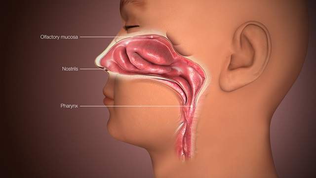 Anatomy of the Nose