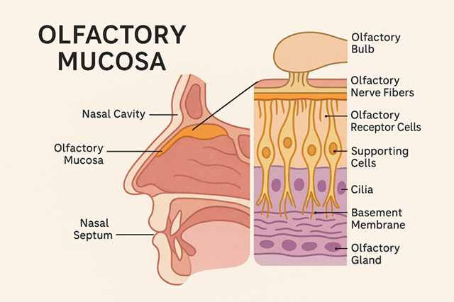 olfactory mucosa and rhinoplasty